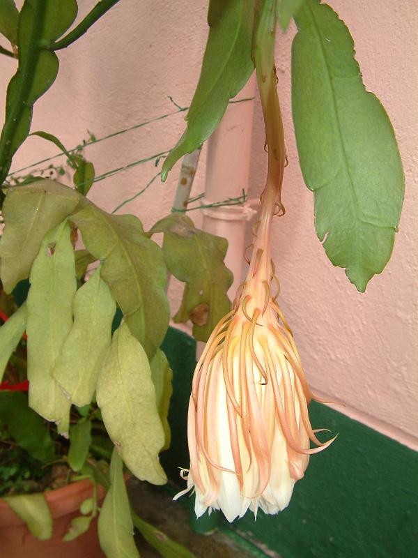 DSCF0037( 開花後 ).JPG